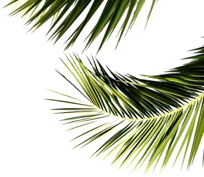 Sowparnika Rhythm of Rain leaves image